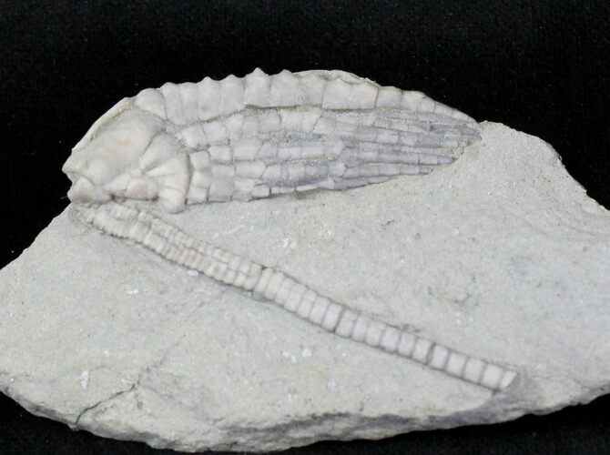 Detailed Halysiocrinus Crinoid Fossil - Crawfordsville #20837